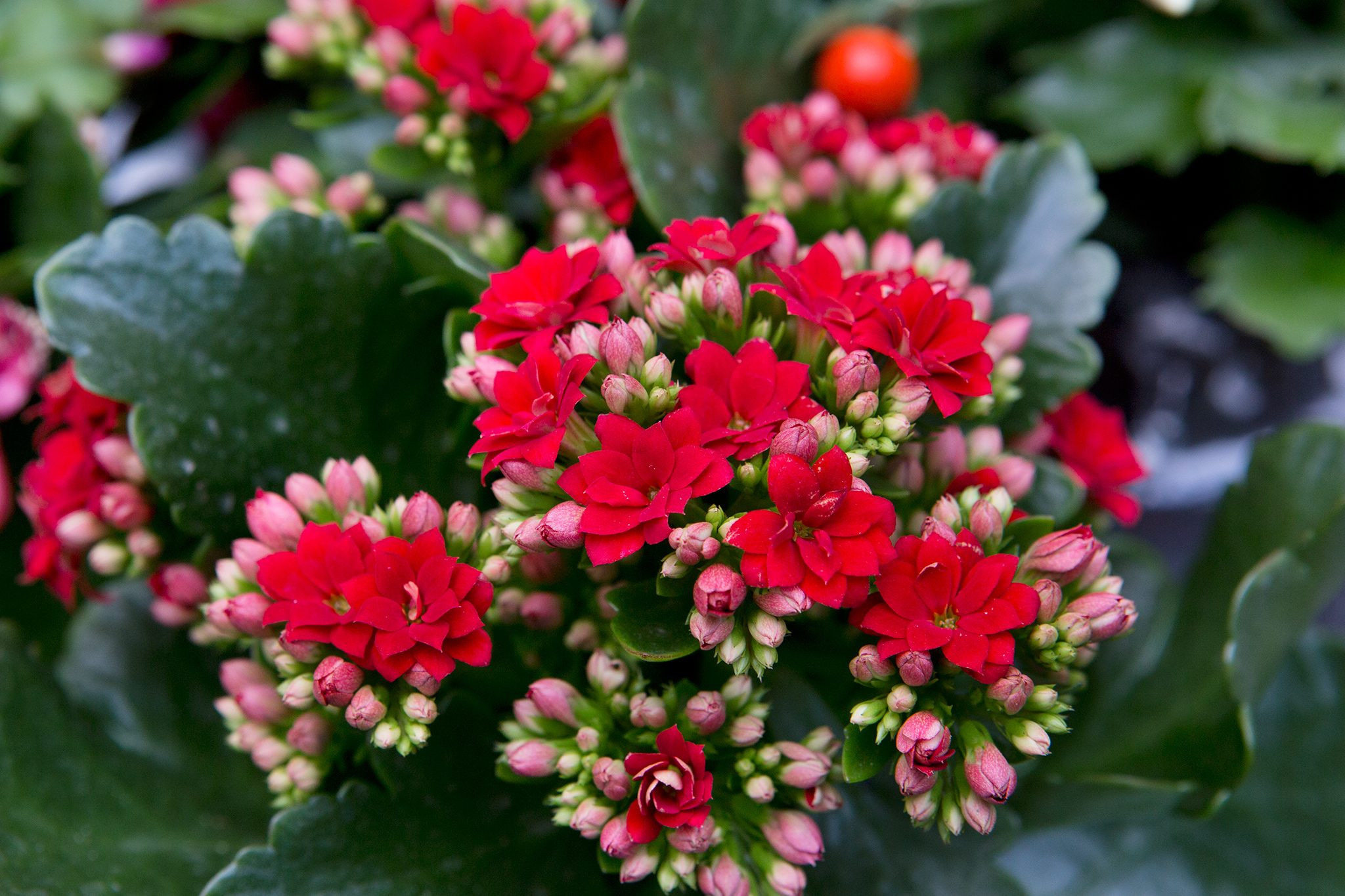 Kalanchoe Care: How To Care For A Kalanchoe Plant | Bbc Gardeners