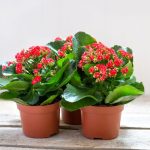 Kalanchoe – Easy Care Succulent Houseplant