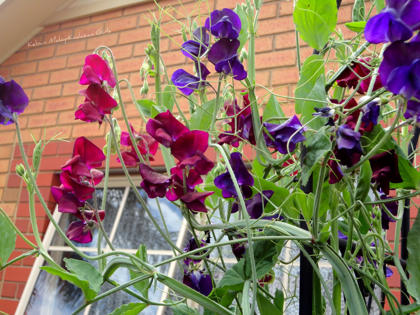 Kebun Malay Kadazan Girls: Sweet Scented Sweet Pea