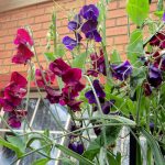 Kebun Malay Kadazan Girls: Sweet Scented Sweet Pea