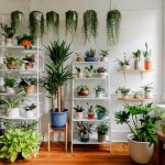 Keep Indoor Plants Alive With Tips From Botanic Designer Jarema