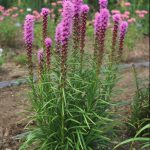 Kobold – Gayfeather – Liatris Spicata | Proven Winners