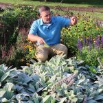 Lamb'S Ear (Stachys Byzantina) – Plant Identification