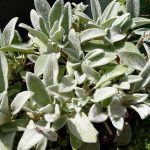 Lamb'S Ears | Plant, Description, & Facts | Britannica