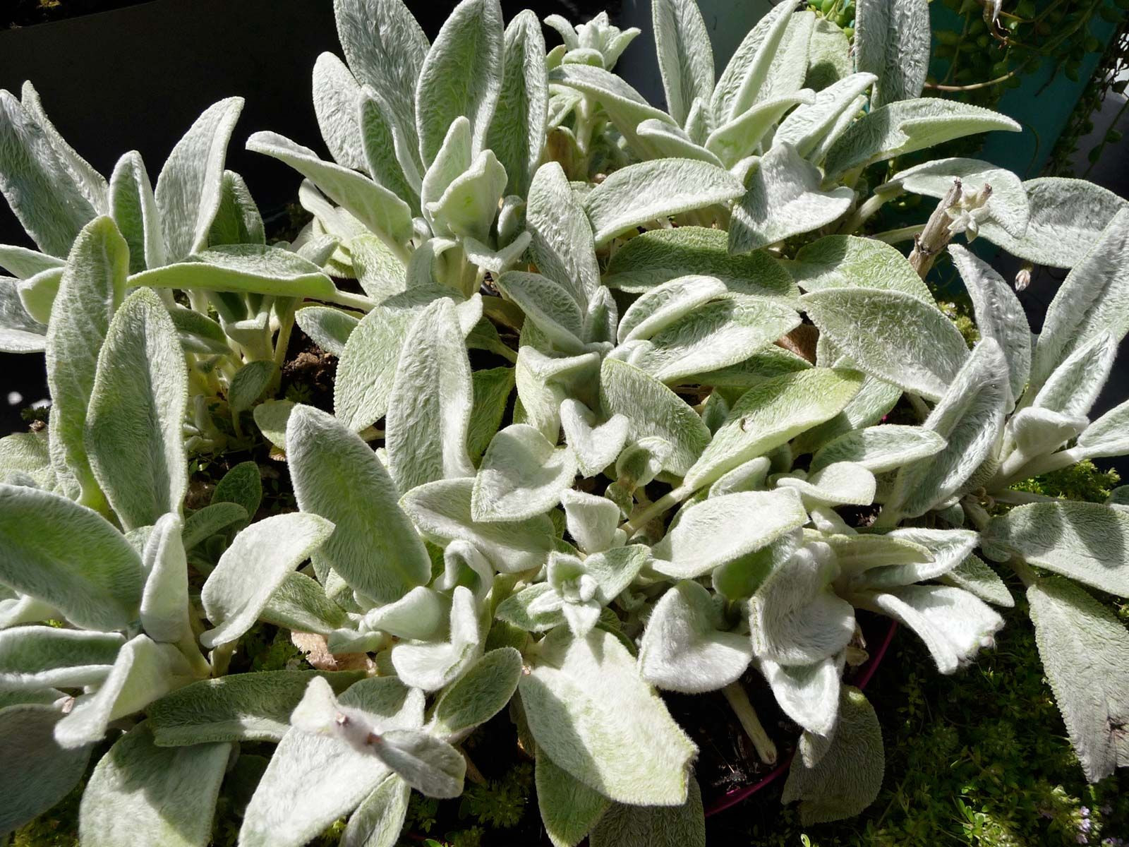 Lamb'S Ears | Plant, Description, & Facts | Britannica