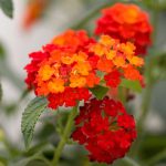 Lantana