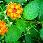 Lantana Camara L. | Bukit Tagar, Hulu Selangor, Malaysia. La… | Flickr