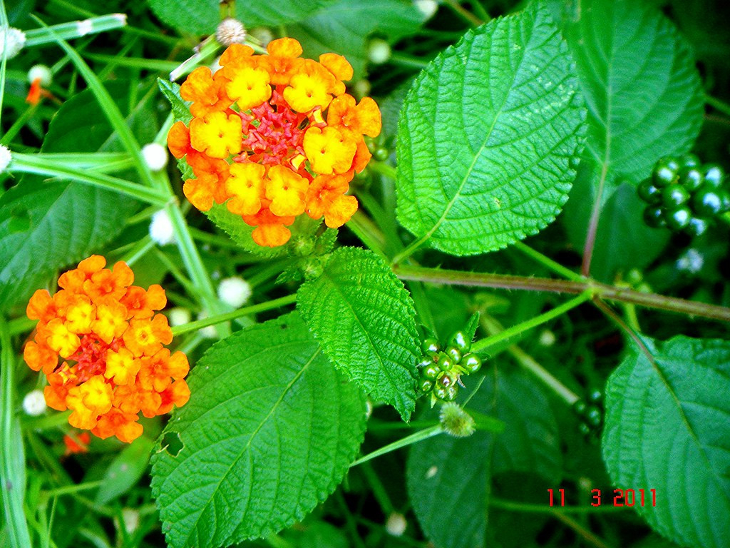 Lantana Camara L. | Bukit Tagar, Hulu Selangor, Malaysia. La… | Flickr