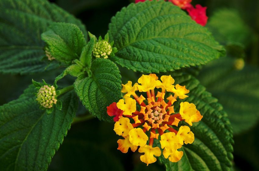  Lantana Plant