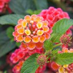 Lantana Plant Care Guide: How To Grow Lantanas – 2022 – Masterclass