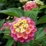 Lantana – Tips For The Best Possible Care & All About Edible Ripe