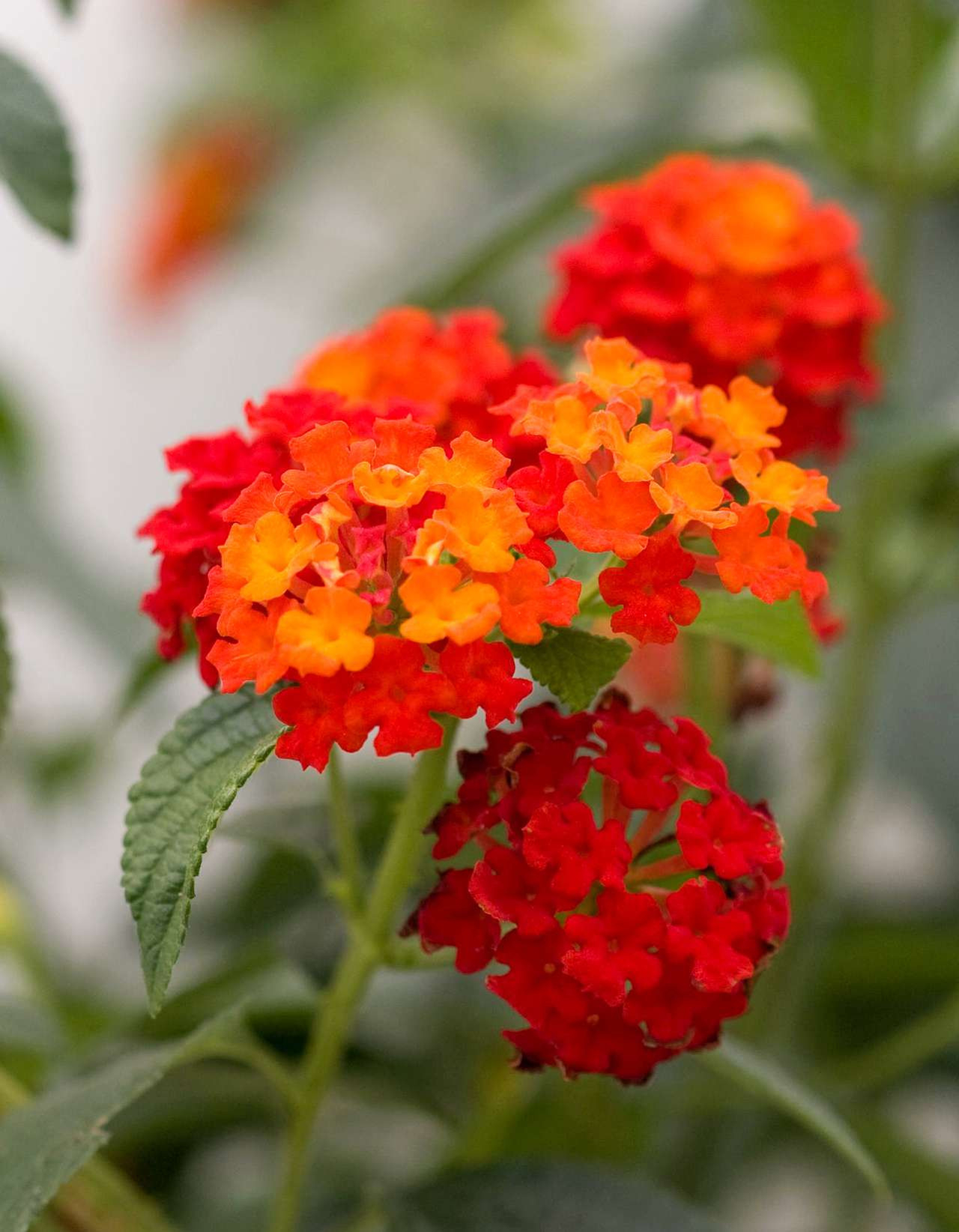 Lantana