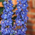 ‌Larkspur‌ ‌Flower:‌ ‌How‌ ‌To‌ ‌Care‌ ‌For‌ ‌And‌ ‌Benefit‌