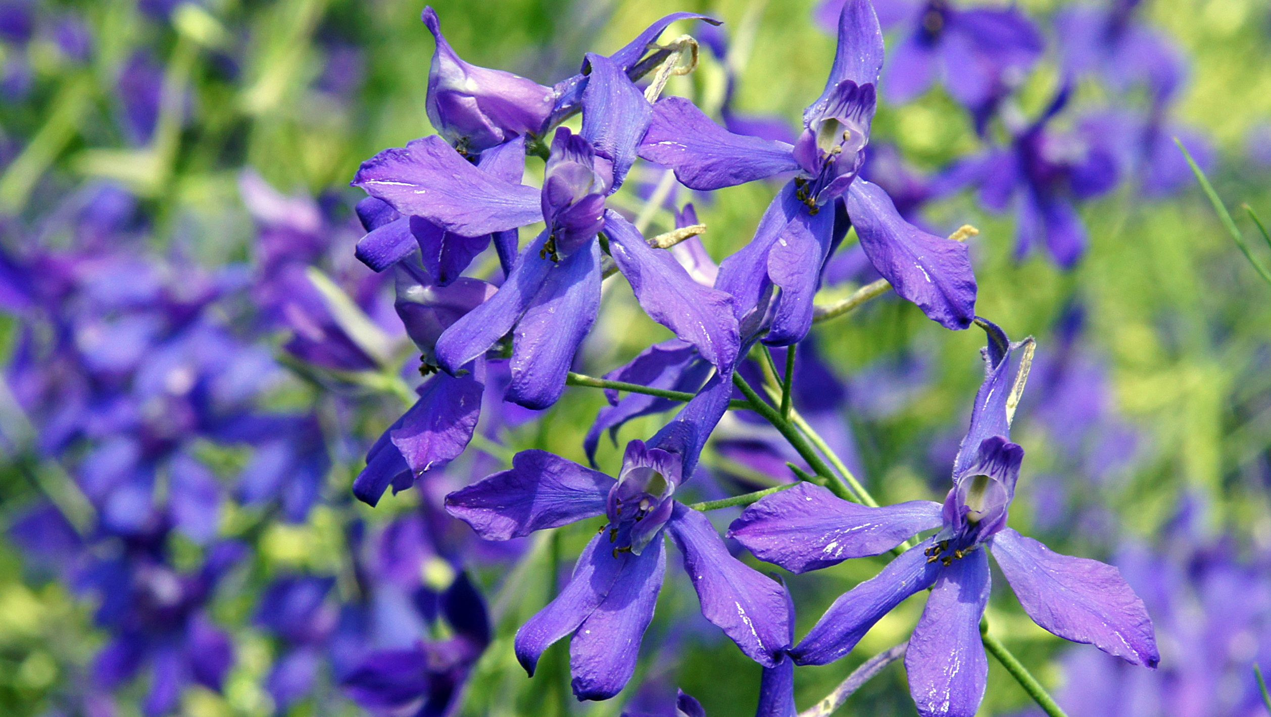 Larkspur: How To Plant, Grow & Care For The Dangerous Larkspur Flower