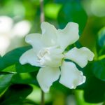Learn How To Grow And Care For Gardenia Plants