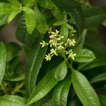 Lemon Verbena: Planting & Propagation – Plantura