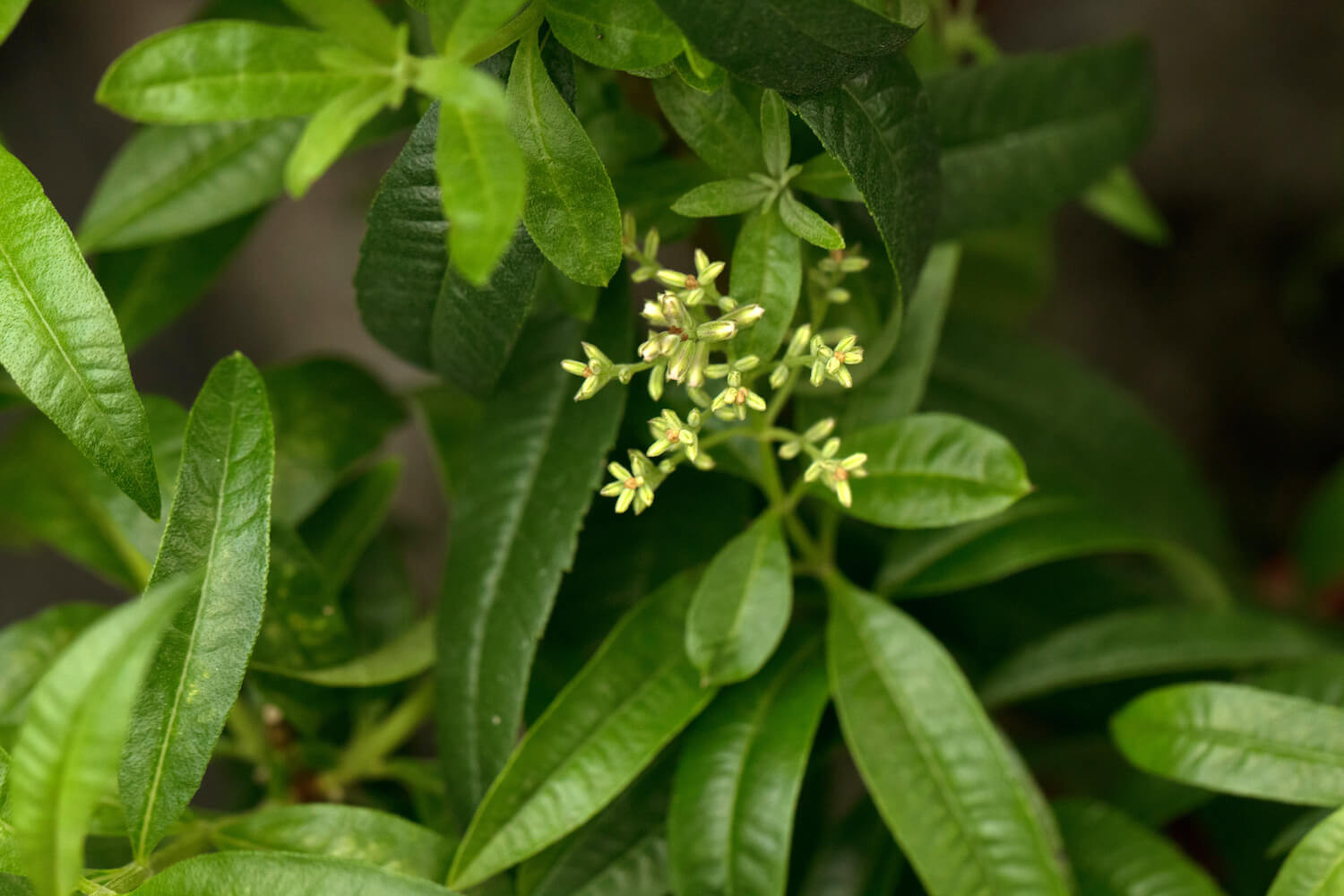 Lemon Verbena: Planting & Propagation – Plantura