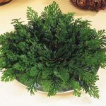 Lessons From The Rose Of Jericho Or Resurrection Plant – Hubpages