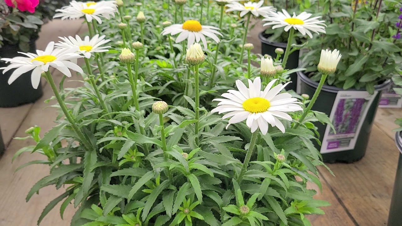 Leucanthemum 'Snowcap' (Shasta Daisy) // Superb Compact, Tried & True,  Long Flowering Perennial