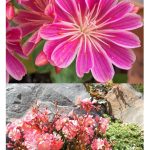 Lewisia – Alpine Plant As A Companion For Hardy Succulents