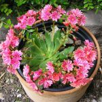 Lewisia Cotyledon Care And Growing Information