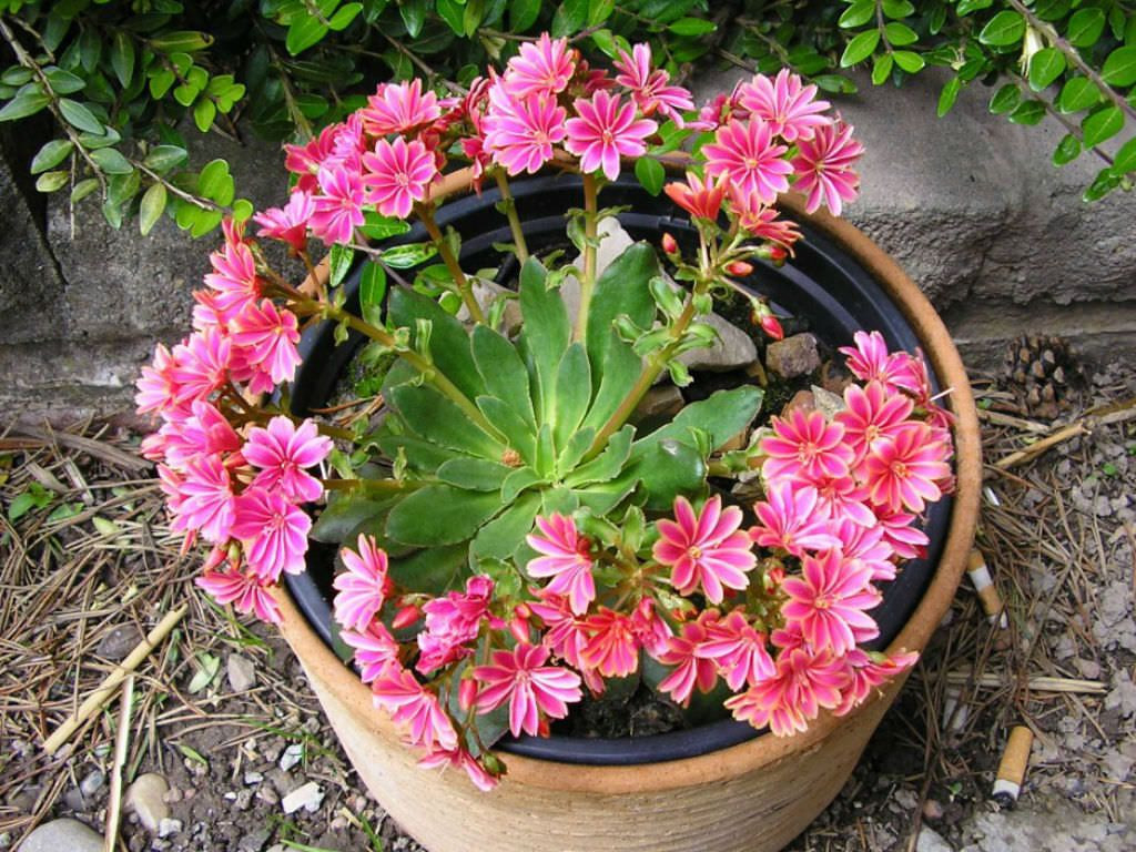 Lewisia Cotyledon Care And Growing Information