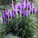 Liatris (Blazing Stars, Gay Feather) | North Carolina Extension