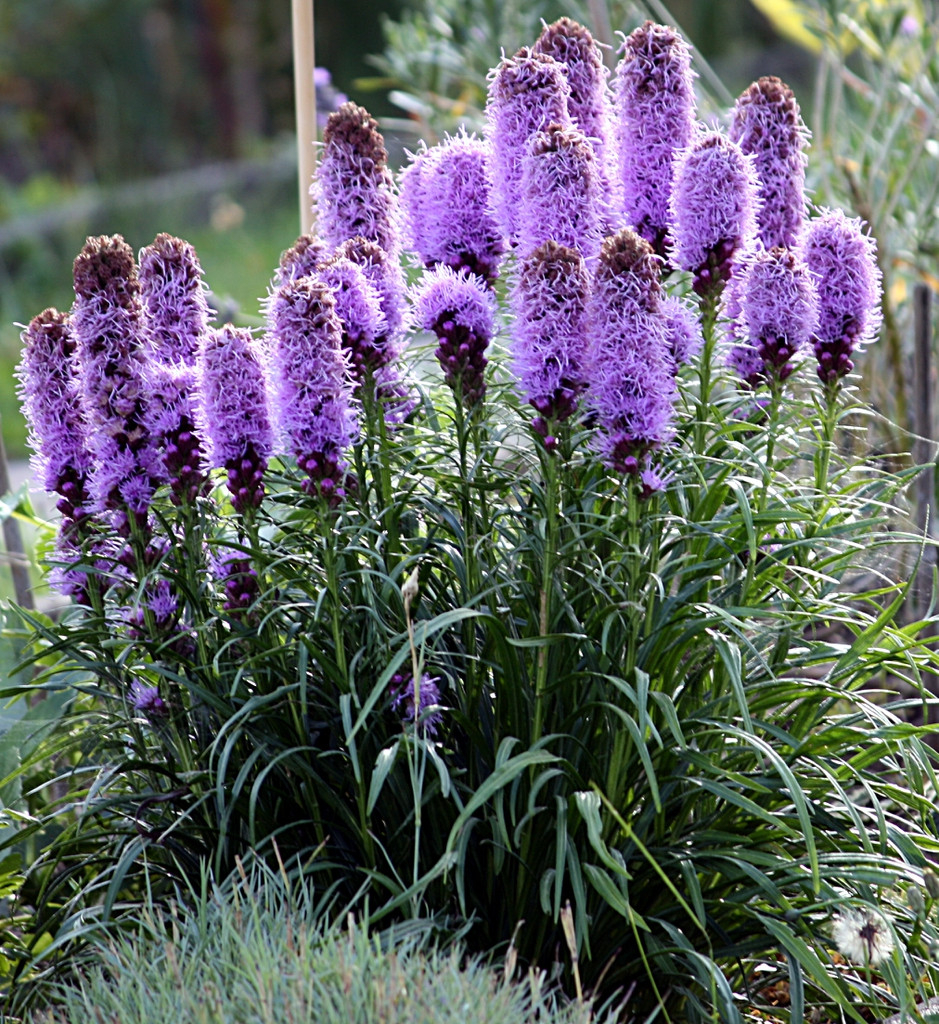 Liatris (Blazing Stars, Gay Feather) | North Carolina Extension