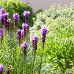 Liatris Care – Information On Growing And Caring For Liatris Plants