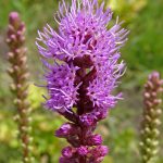 Liatris – Wikipedia