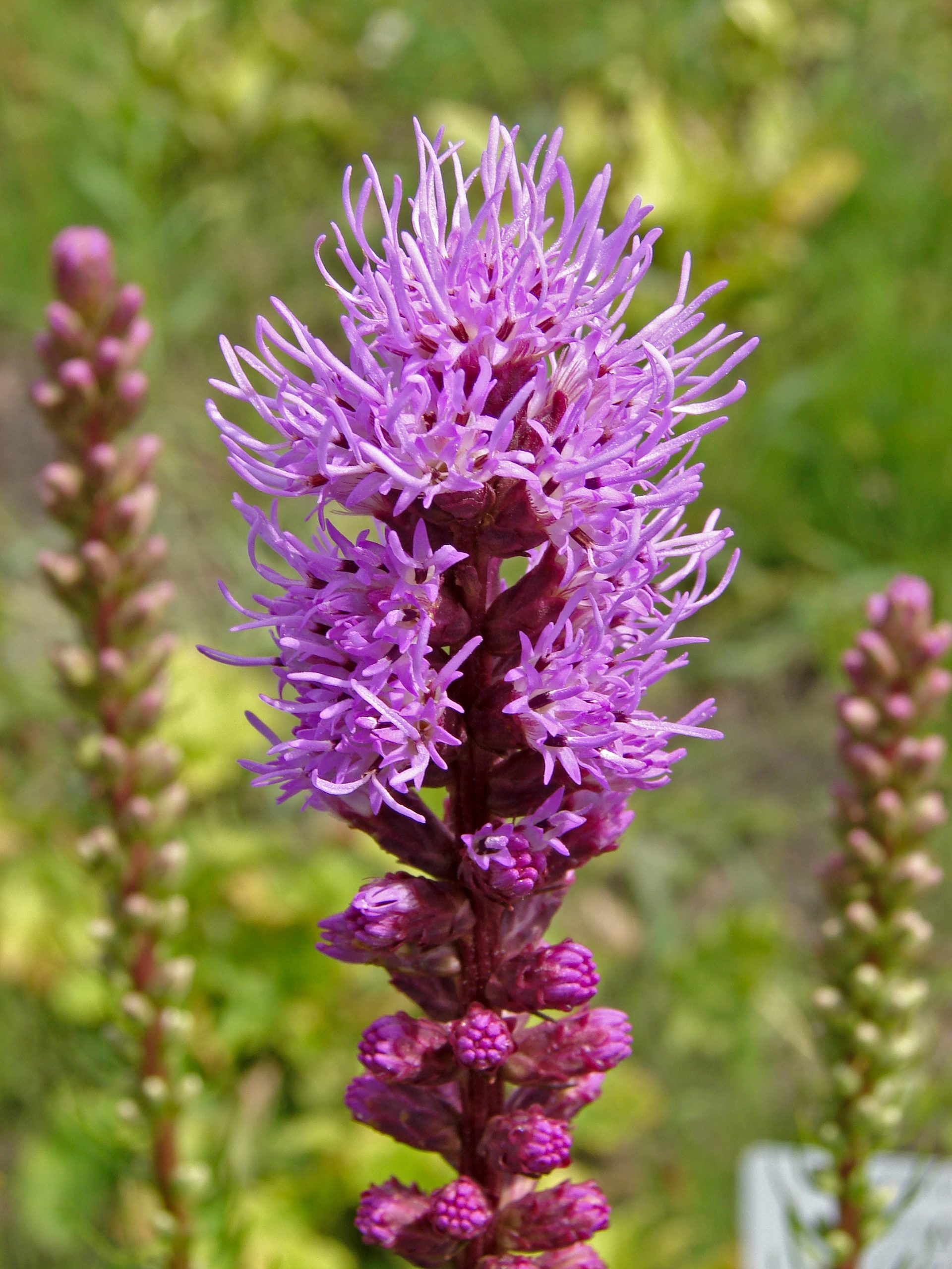 Liatris - Wikipedia