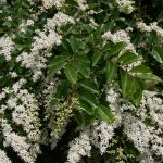 Ligustrum Plants In The Landscape – Tips For Planting Ligustrum Shrubs