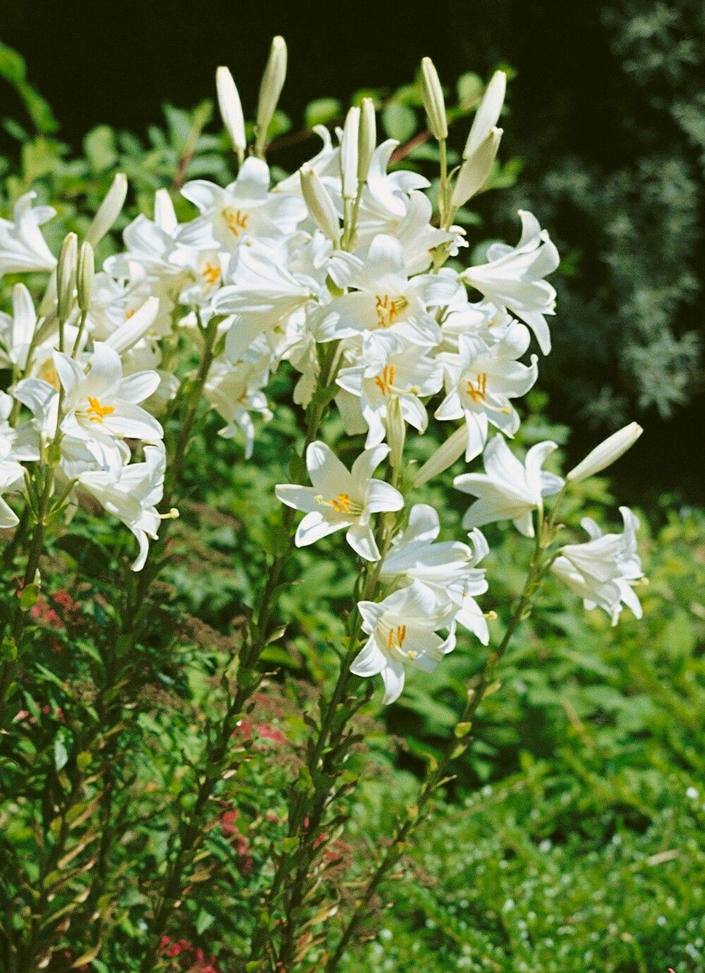 Lilium Candidum | 百合の花, テッポウユリ, 花