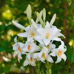 Lilium Candidum Madonna Lily (Fragrant) | Easy To Grow Bulbs