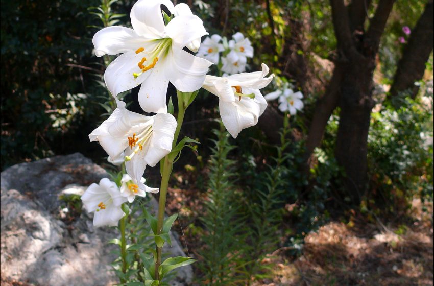  Lilium Candidum Plant