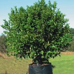 Lilly Pilly (Syzygium) Trees – Logan River Tree Farm