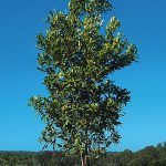 Lilly Pilly (Syzygium) Trees – Logan River Tree Farm