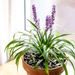 Lilyturf: Indoor Plant Care & Growing Guide