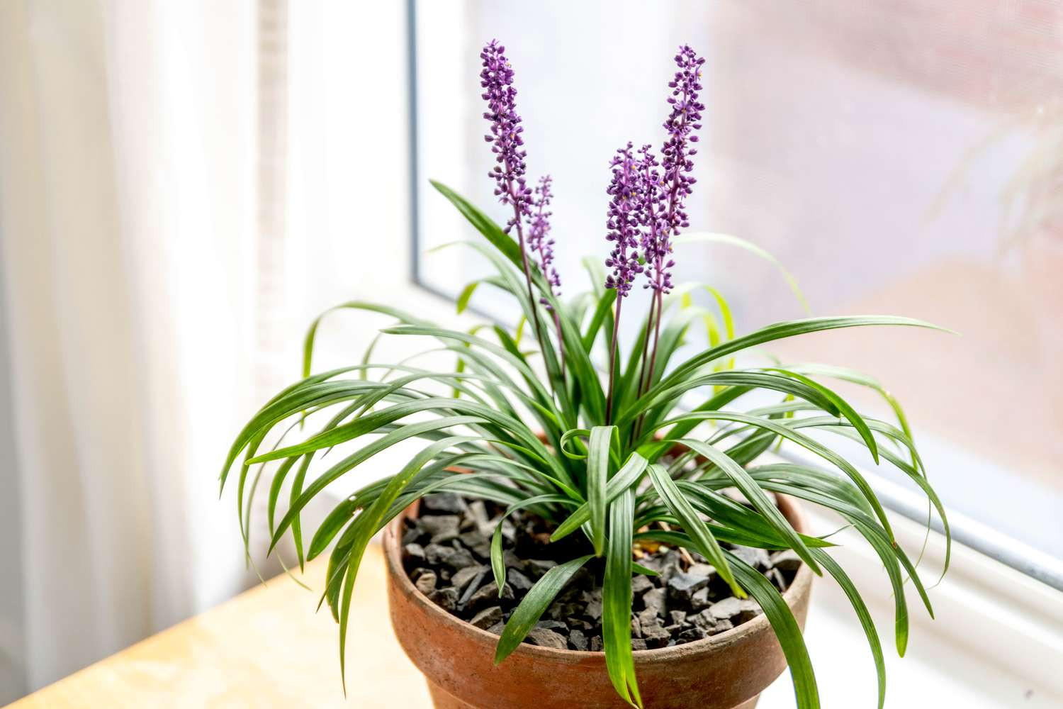 Lilyturf: Indoor Plant Care & Growing Guide