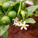Lime | Description, Fruit, Types, Varieties, History, & Facts