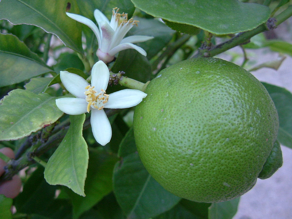Lime (Fruit) – Wikipedia