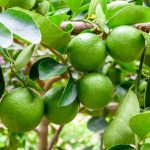 Lime Tree Care – Tips For Growing Lime Trees