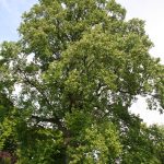 Liriodendron Tulipifera – Wikipedia