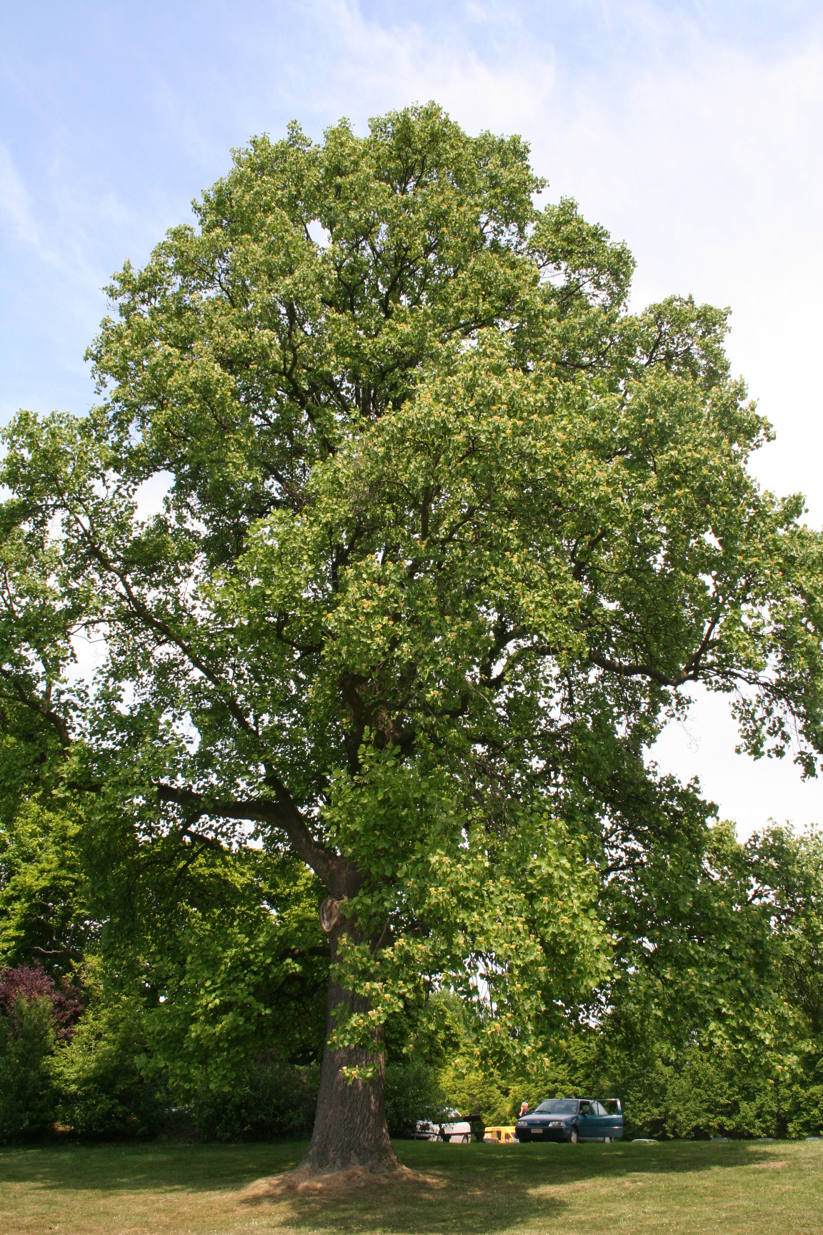 Liriodendron Tulipifera - Wikipedia