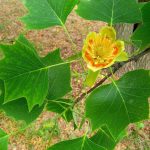 Liriodendron – Wikipedia