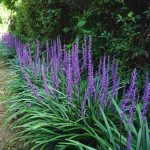 Liriope – Drought Tolerant Ground Cover  Monkey Grass – Creeping