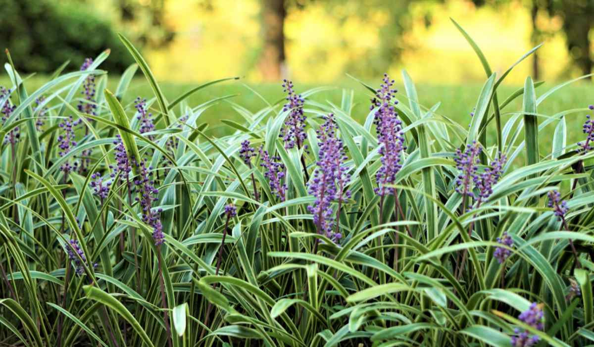 Liriope - Drought Tolerant Ground Cover  Monkey Grass - Creeping Lilyturf