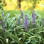 Liriope – Drought Tolerant Ground Cover  Monkey Grass – Creeping Lilyturf