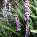 Liriope Muscari – Wikipedia