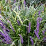 Liriope: Plant Care & Growing Guide